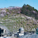 16. 鹿野興産の桜丘