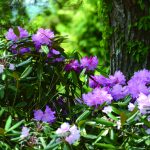 ☆4 シャクナゲの庭 山本（土・日曜日・GWのみ）